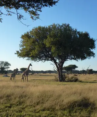 Eintauchen in die Tierwelt im Hwange Nationalpark